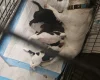 Cocker Spaniel (Working)