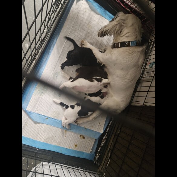 Cocker Spaniel (Working)