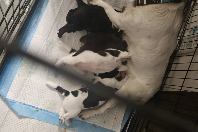 Cocker Spaniel (Working)