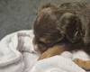 Cocker Spaniel (Working)