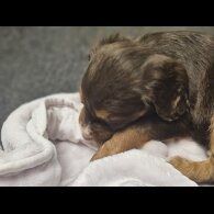 Cocker Spaniel (Working)