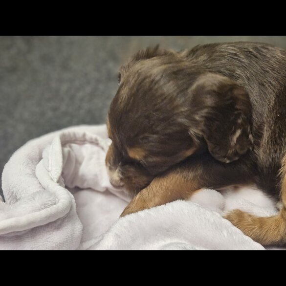 Cocker Spaniel (Working)