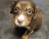 Cocker Spaniel (Working)