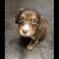 Cocker Spaniel (Working)