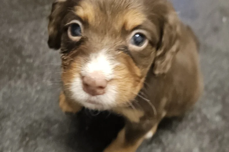 Cocker Spaniel (Working)