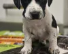 Cocker Spaniel (Working)