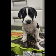 Cocker Spaniel (Working)