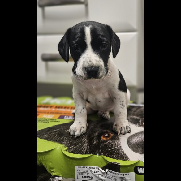 Cocker Spaniel (Working)