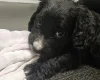 Cocker Spaniel (Working)