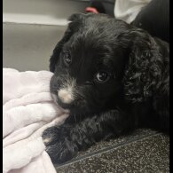 Cocker Spaniel (Working)