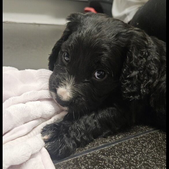 Cocker Spaniel (Working)