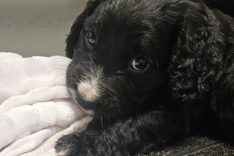 Cocker Spaniel (Working)