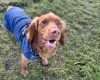 Cocker Spaniel (Working)