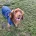 Cocker Spaniel (Working)