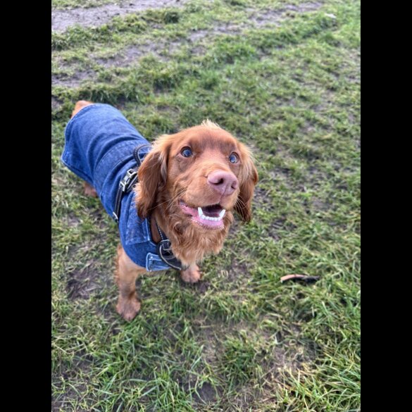 Cocker Spaniel (Working)