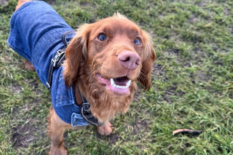 Cocker Spaniel (Working)