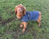 Cocker Spaniel (Working)