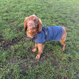 Cocker Spaniel (Working)