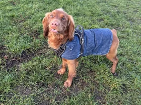 Cocker Spaniel (Working)