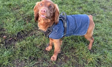 Cocker Spaniel (Working)