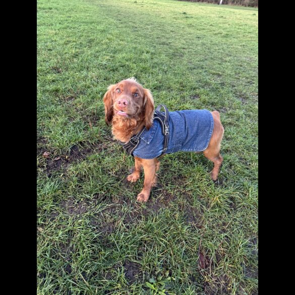 Cocker Spaniel (Working)