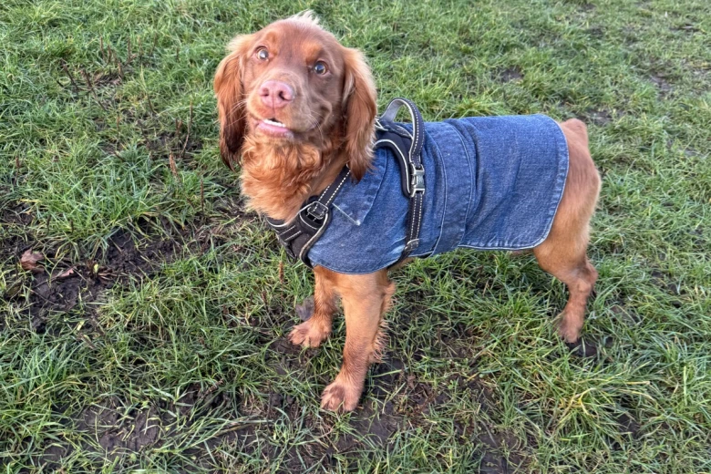 Cocker Spaniel (Working)