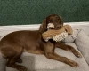 Cocker Spaniel (Working)