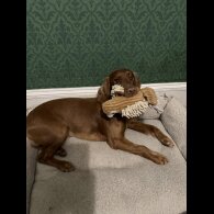 Cocker Spaniel (Working)