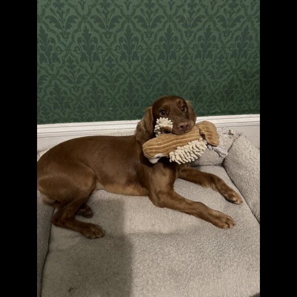 Cocker Spaniel (Working)