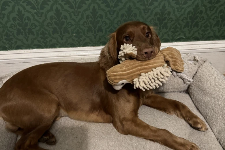 Cocker Spaniel (Working)