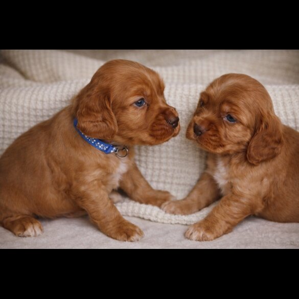 Cocker Spaniel (Show)