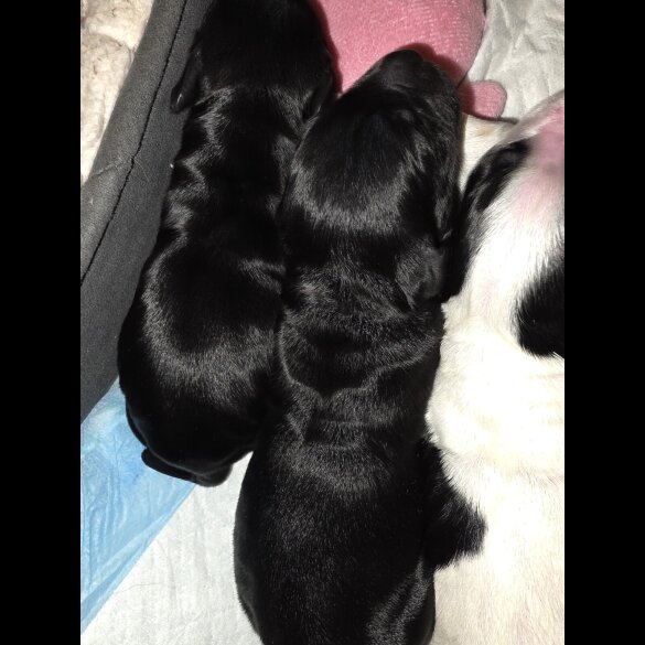 Cocker Spaniel (Working)