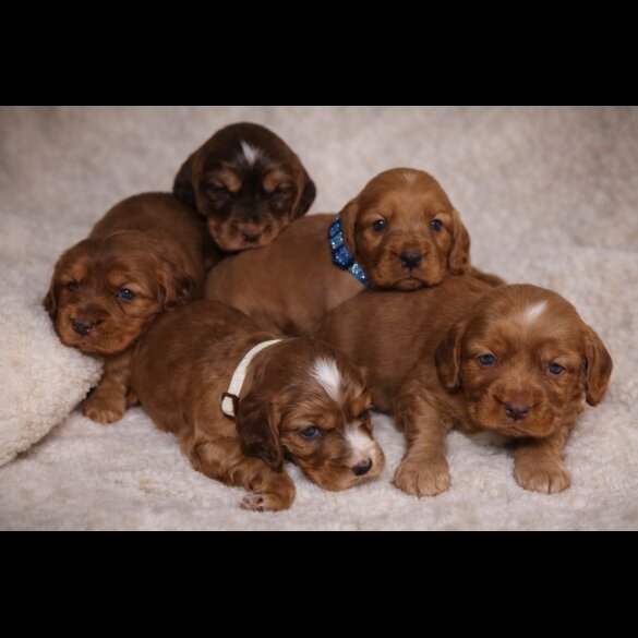 Cocker Spaniel (Show)