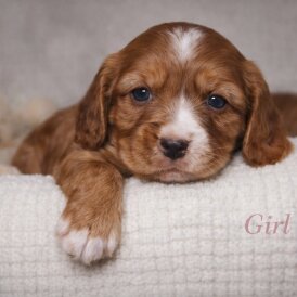 Cocker Spaniel (Show)