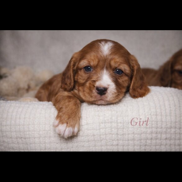 Cocker Spaniel (Show)