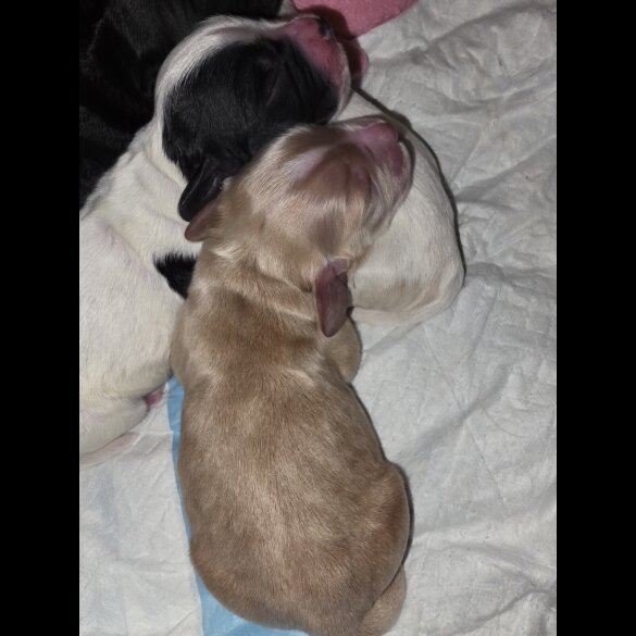 Cocker Spaniel (Working)