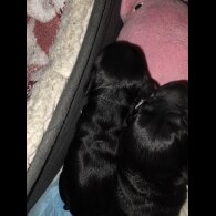 Cocker Spaniel (Working)