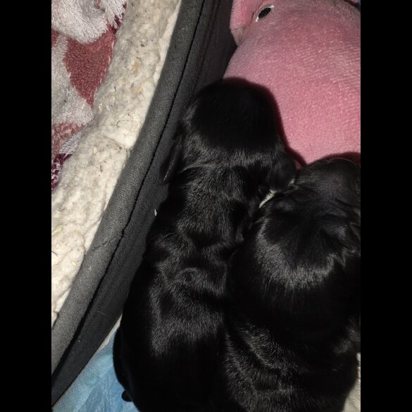 Cocker Spaniel (Working)