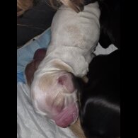 Cocker Spaniel (Working)