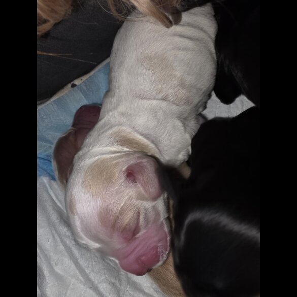 Cocker Spaniel (Working)