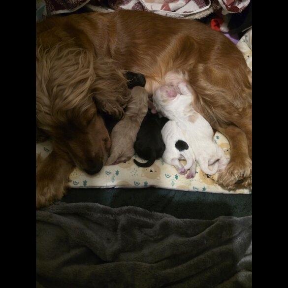 Cocker Spaniel (Working)