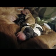 Cocker Spaniel (Working)