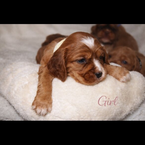 Cocker Spaniel (Show)