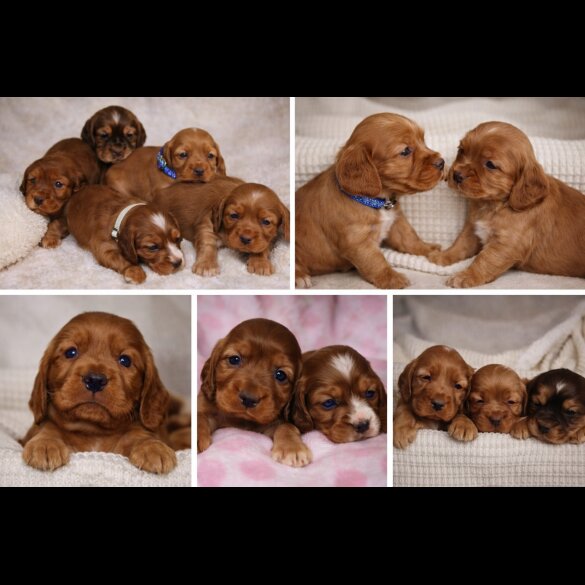 Cocker Spaniel (Show)