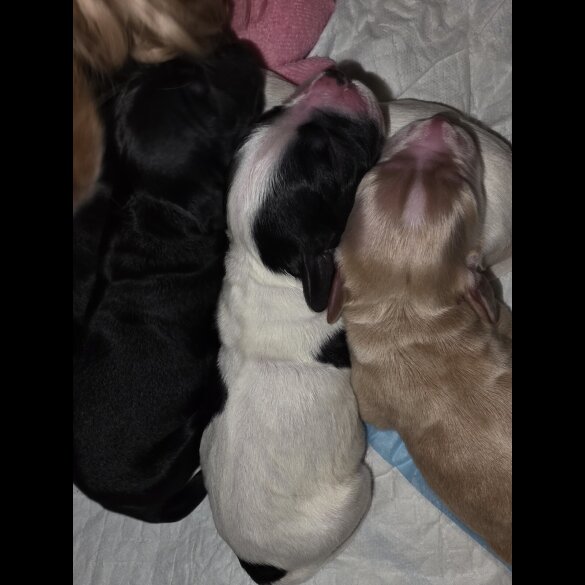 Cocker Spaniel (Working)