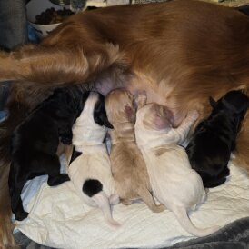 Cocker Spaniel (Working)