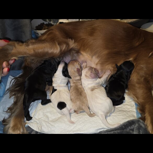 Cocker Spaniel (Working)