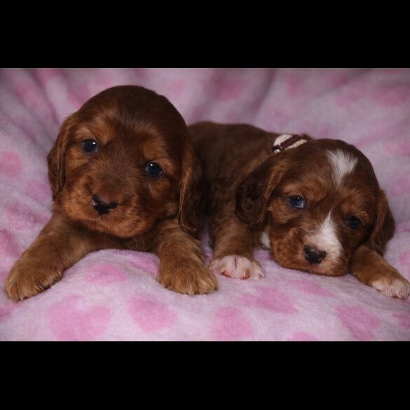 Cocker Spaniel (Show)