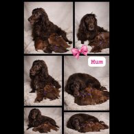 Cocker Spaniel (Show)