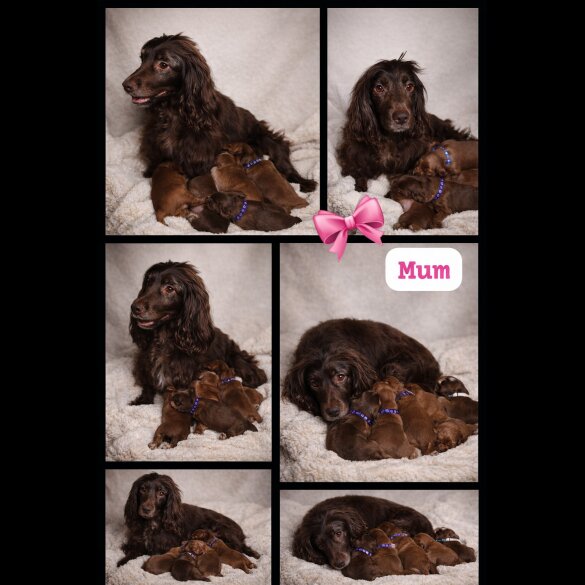 Cocker Spaniel (Show)